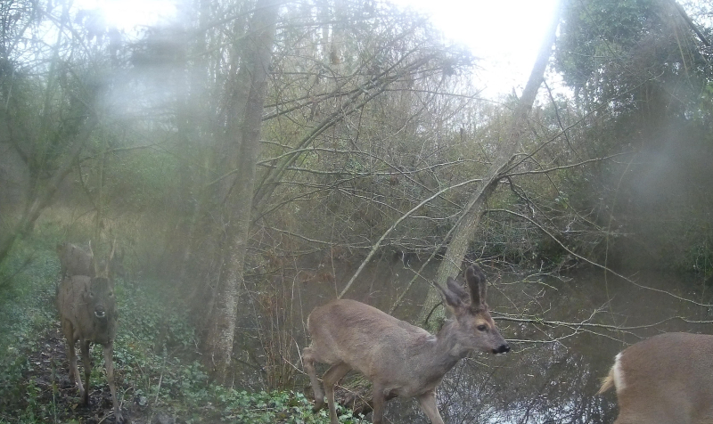 Four deer passing through