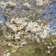 Cherry blossom