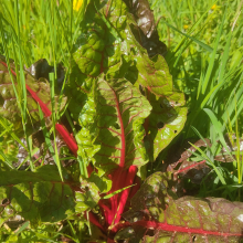 Bright lights chard