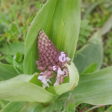 Lady orchid close up