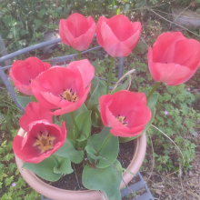 Tulips