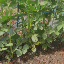 Broad beans with beans