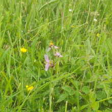 Bee orchid 2