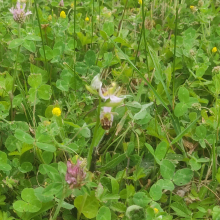 Bee orchid 3