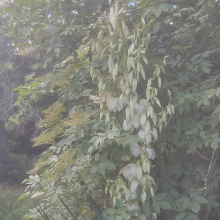 Flowering yukka