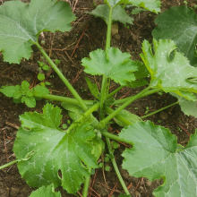 Developing courgettes