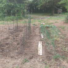 Onions and the borlotti bean pen