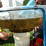 Pond dipping