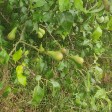 Pears