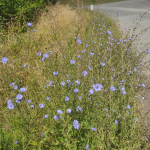 Chicory flowers