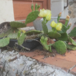 Cactus flowers