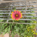 Happy flower