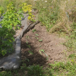 Leeks replacing potatoes