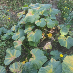 Butternut pumped up  again