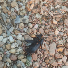 Scorched oak leaf