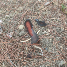 Charred pine bark