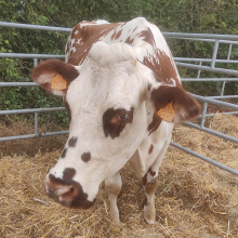 C20 a weary cow