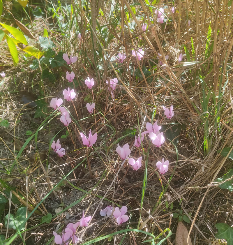 Cyclamen