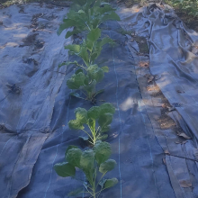 Brassicas getting bigger