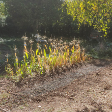 Sown wheat by corn