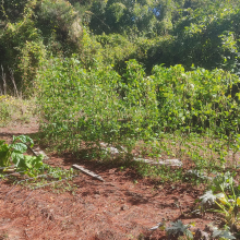 Borlotti beans and chard