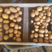 Drying potatoes