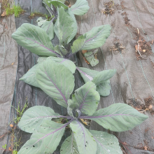 Red cabbage