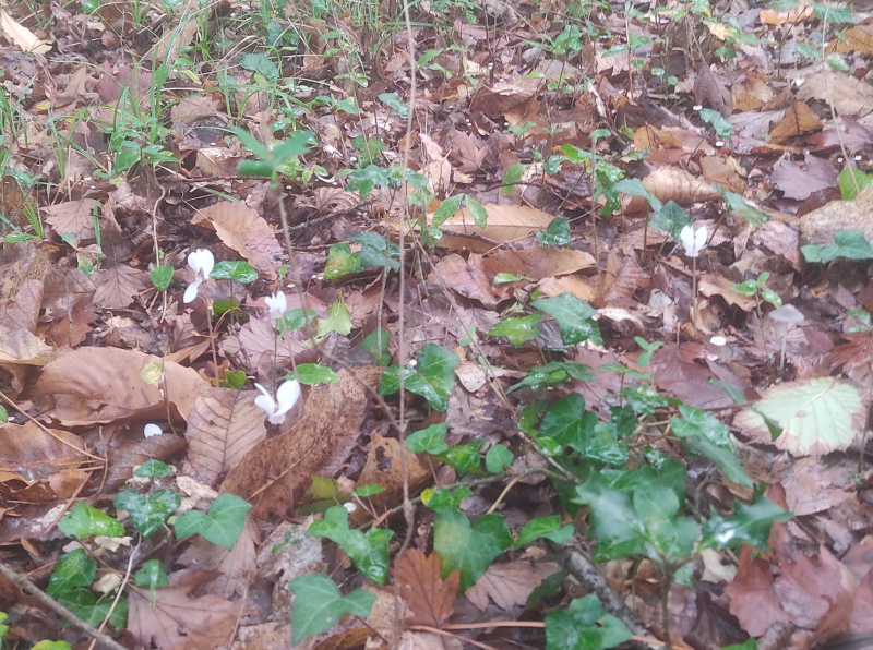 First flowers self seeded cyclamen