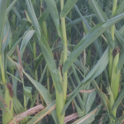 Frying maize