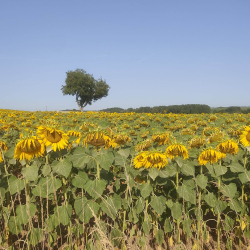 Classic sunflower shot just past their best