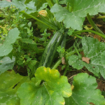 Lurking courgettes