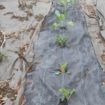 Winter brassicas