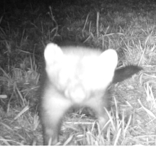 Pine martin