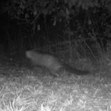 Running pine martin