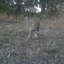 Hare running back again
