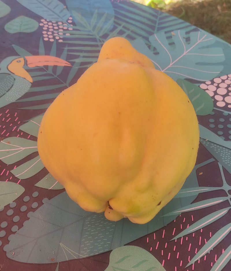 Quince Quince