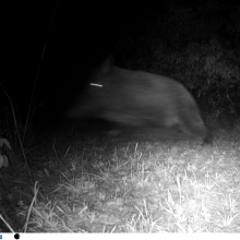 Speeding boar