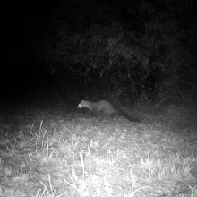 Pine martin 2