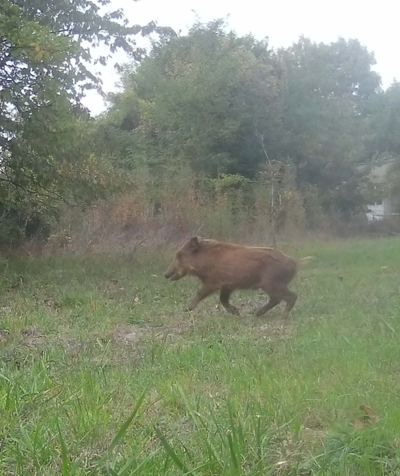 Running boar