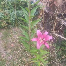 Big pink lily