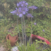 Agapanthus