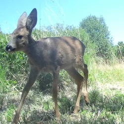 Bambi looking fit and cute