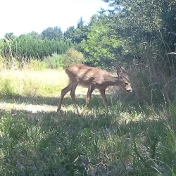 Bambi 2