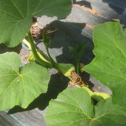 Potential butternut