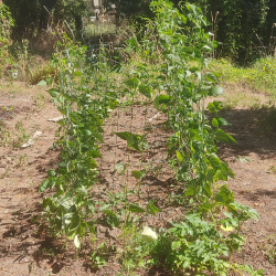 Borlotti bean pen