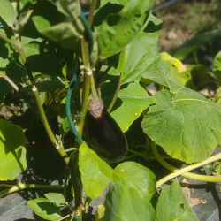 Aubergine just getting a nice size