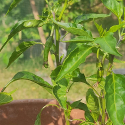 First chilli