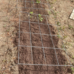 Swiss chard bed