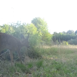 Bambi and mum