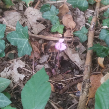 A different first cyclamen